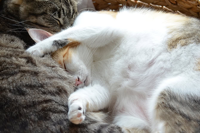 Liegende Katze