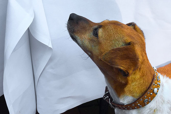 Hund bettelt