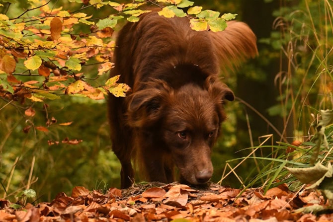 Hund im Wald