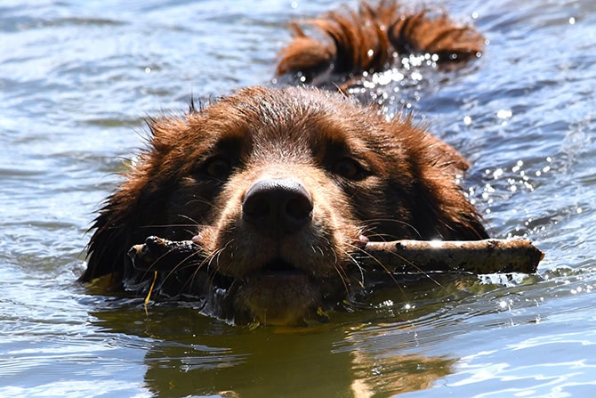 Hund schwimmt