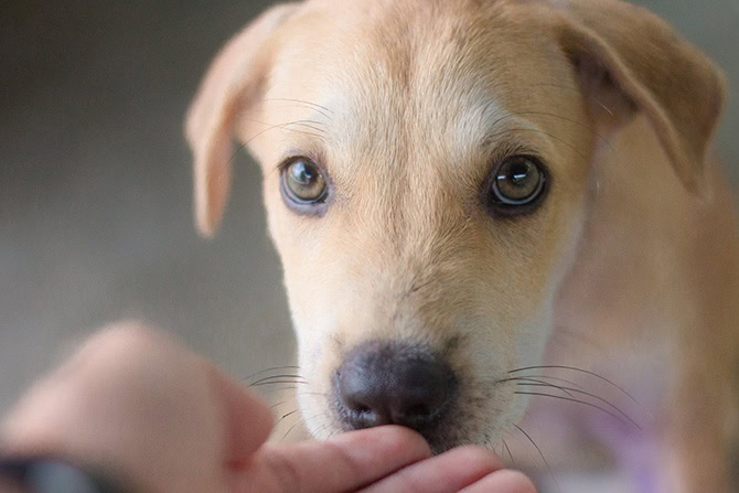 Tasthaare beim Hundewelpen