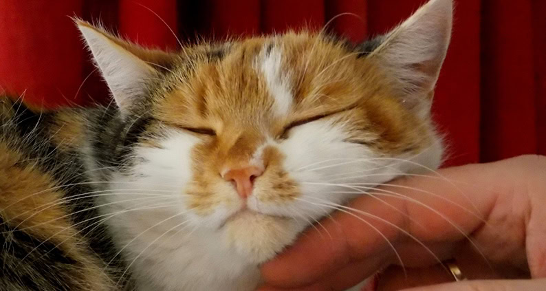 ATN Akademie Online Magazin - Bild einer Katze die den Kopf auf eine Hand legt die Katze ist weiß rot schwarz.