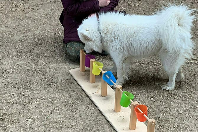 Hundetrainer Ausbildung - Training eines Samojedes mit kippbaren Bechern