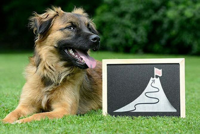 Hundetrainer Ausbildung - Hund mit Schiefertafel mit Ziel Hundeschule gründen