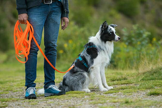 Hundetrainer Ausbildung - Border Collie an der Schleppleine