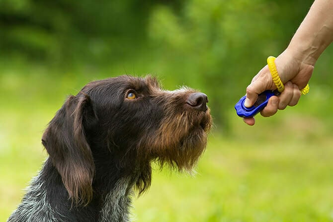 Hundetrainer Ausbildung - Jagdhund beim Klicker-Training