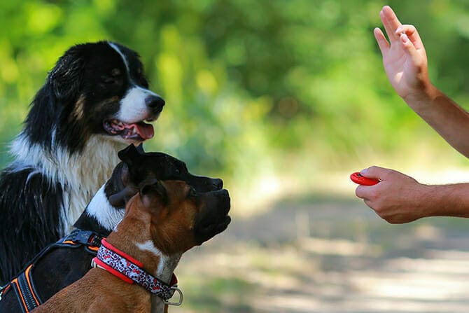 Hundetrainer Ausbildung - Klicker-Training von drei Hunden