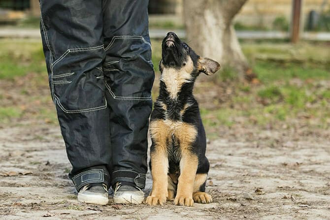 Hundetrainer Ausbildung - Schäferhund-Welpe schaut hoch zu seinem Hundetrainer