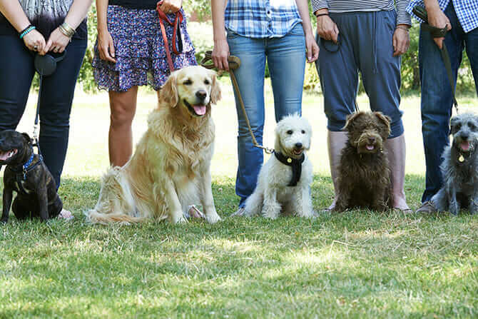 Hundetraqiner Ausbildung - Gruppe verschiedener Hunde beim Hundetraining