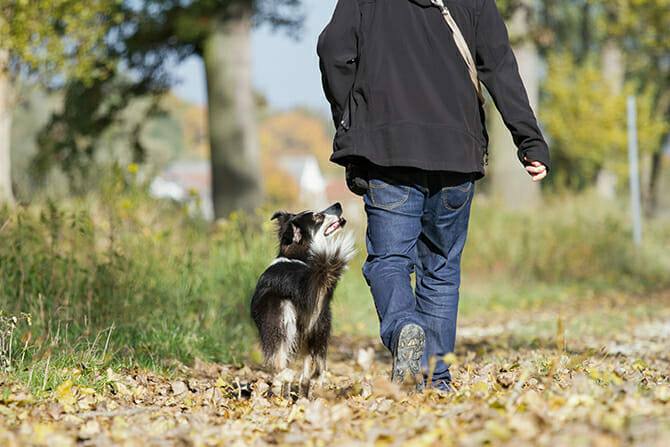 Erlebnispädagogik Ausbildung - Herbstspaziergang mit Hund
