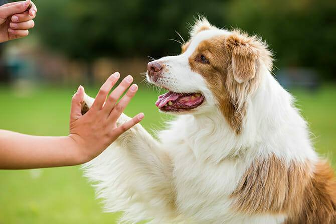 Hundetrainer Ausbildung Ablauf - Hund gibt Mädchen High Five