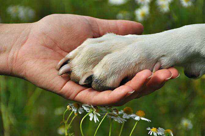 Erlebnispädagogik Ausbildung - Hund legt Pfote in Hand von Menschen