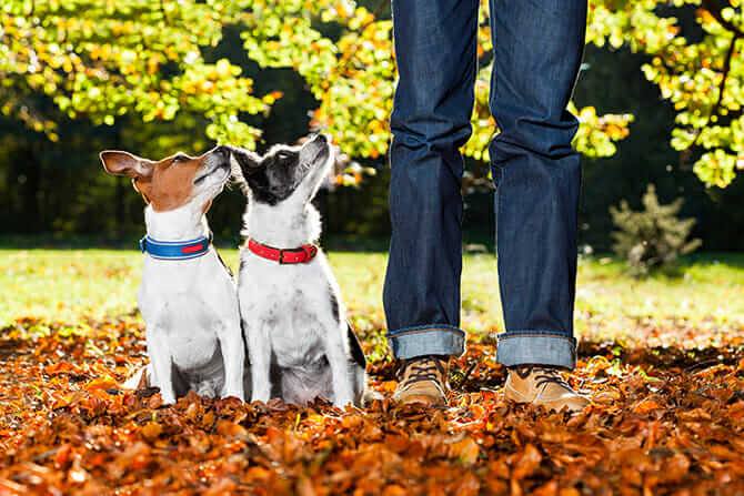 Hundetrainer Ausbildung - 2 Hunde schauen hoch zum Besitzer