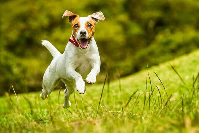 Hundetrainer Ausbildung - Jack Russel springt Kamera entgegen
