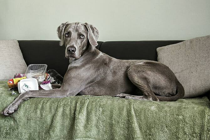 Hundeernährung Ausbildung - Hund liegt auf Couch vor leeren Verpackungen