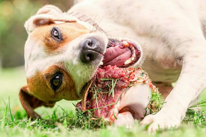 Hundeernährung Ausbildung - Jack Russel Hündin kaut auf großem rohen Knochen auf Wiese
