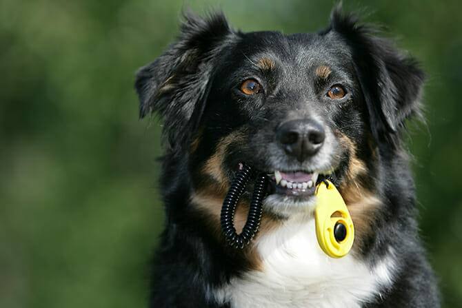 Hundetrainer Ausbildung Ablauf - Aussie trägt Clicker im Maul