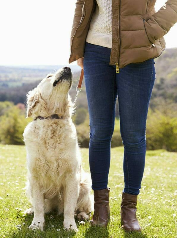 Hundetrainer Ausbildung Ablauf - Golden Retriever in der Natur mit Mensch