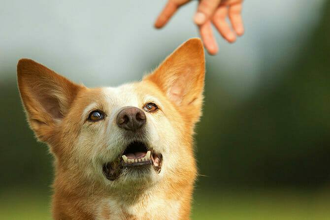 Hundetrainer Ausbildung Ablauf - Hund achtet auf Fingerzeig Mensch