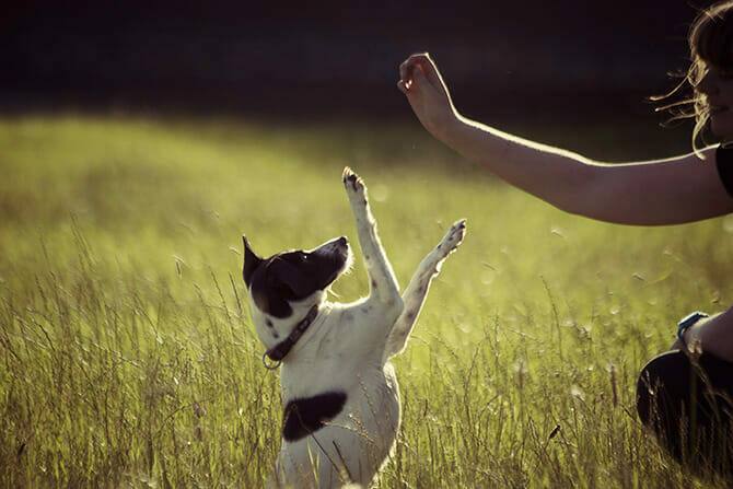 Hundetrainer Ausbildung Ablauf - Hund macht Männchen auf Fingerzeig