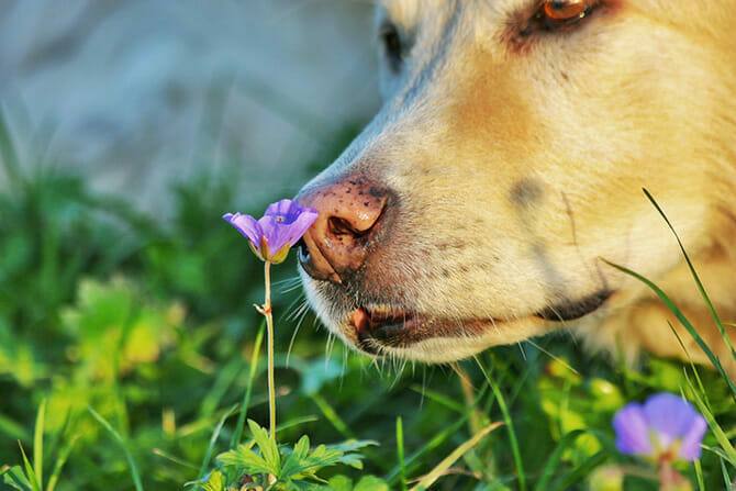 Hundetrainer Ausbildung Ablauf - Hund schnuppert an Blume