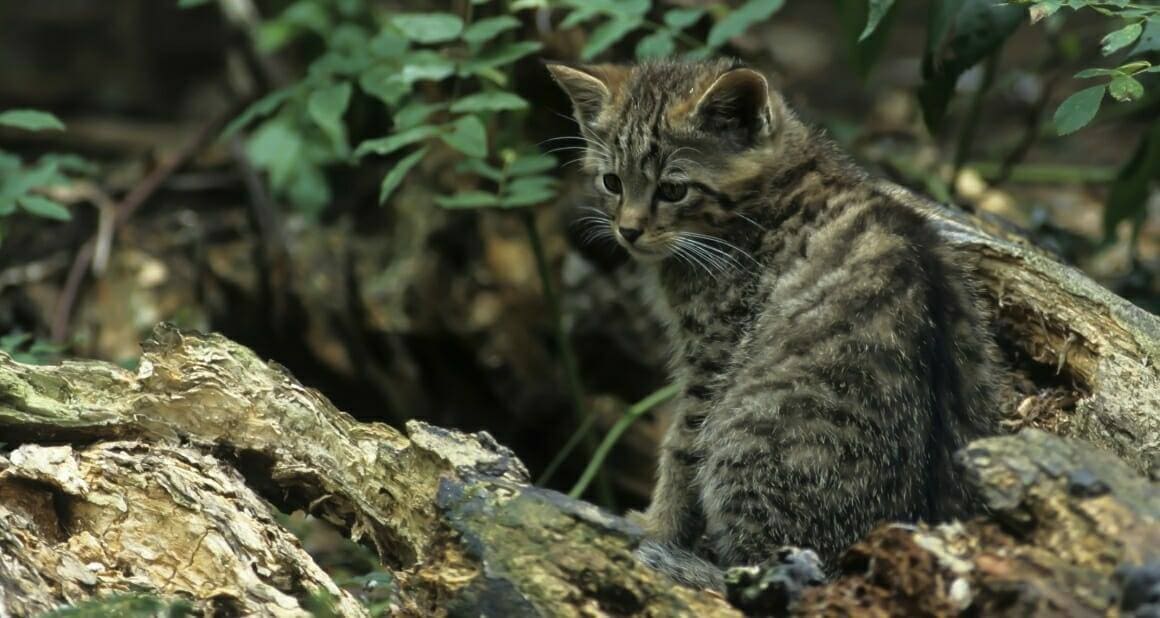 Europäische Wildkatze oder Hauskatze? Reise-und Naturfoto