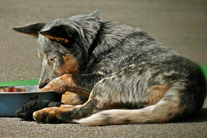 Hundeernährung Ausbildung - Hund liegt vor Futterschüssel