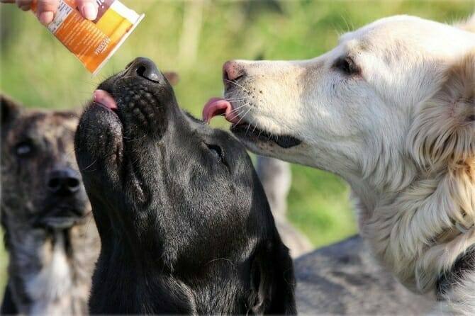 Hundeernährung Ausbildung - zwei Hunde bekommen Futter aus einem Becher