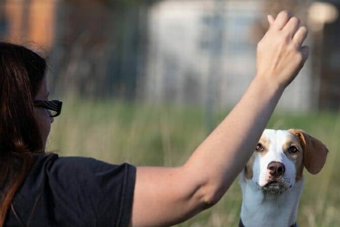 Hundetrainer Ausbildung Berufsbild - Frau gibt Hund Kommando