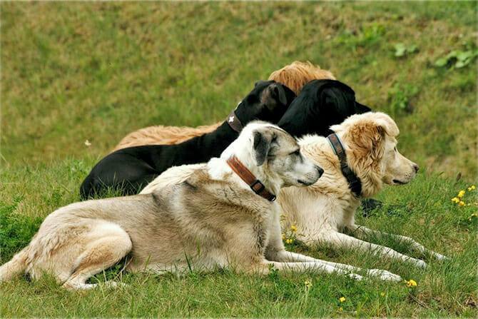 Hundetrainer Ausbildung Berufsbild - Fünf große Hunde warten auf Befehl