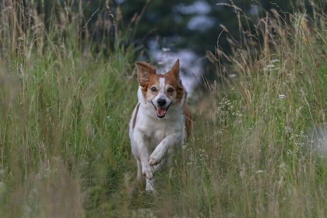 Hundetrainer Ausbildung Berufsbild - Hund galoppiert im Feld