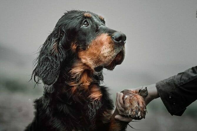 Hundetrainer Ausbildung Berufsbild - Hund gibt Pfote