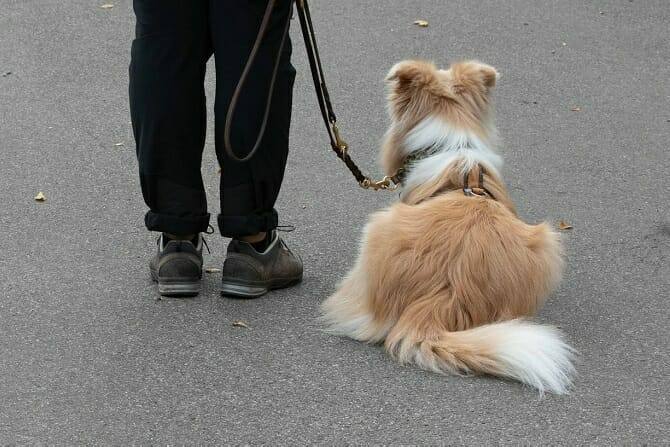 Hundetrainer Ausbildung Berufsbild - Hund macht Sitz an Leine