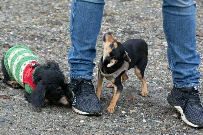 Hundetrainer Ausbildung Berufsbild - Kleine Hunde schnuppern am Mensch