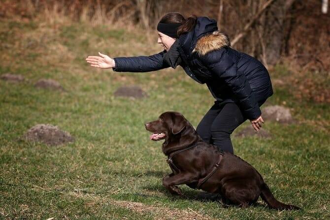 Hundetrainer Ausbildung Berufsbild - Mensch zeigt Hund Richtung an