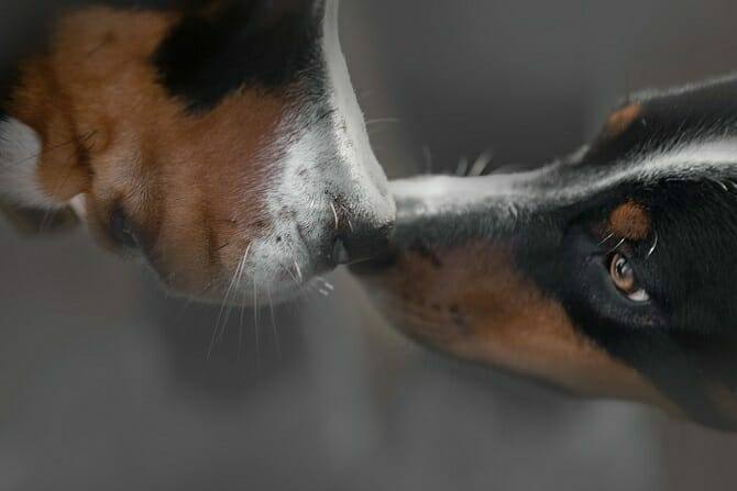 Hundetrainer Ausbildung Berufsbild- Zwei Hunde begrüßen sich