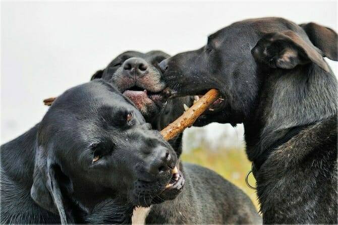 Hundeverhaltensberater Ausbildung - drei schwarze Hunde beißen an einem Stock herum