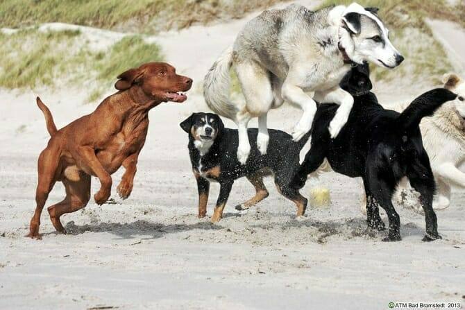 Hundeverhaltensberater Ausbildung - fünf Hunde springen am Strand in die Luft