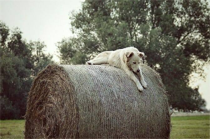 Hundeverhaltensberater Ausbildung - heller Hund liegt auf Strohballen