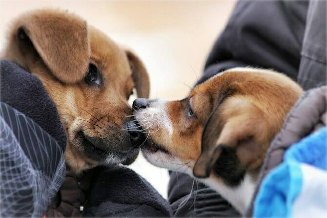 Hundeverhaltensberater Ausbildung - Hund beschnüffelt anderen Hund