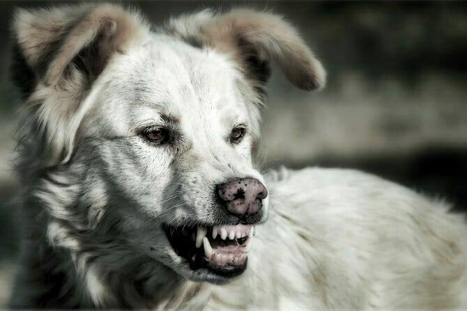 Hundeverhaltensberater Ausbildung - Hund fletscht seine Zähne