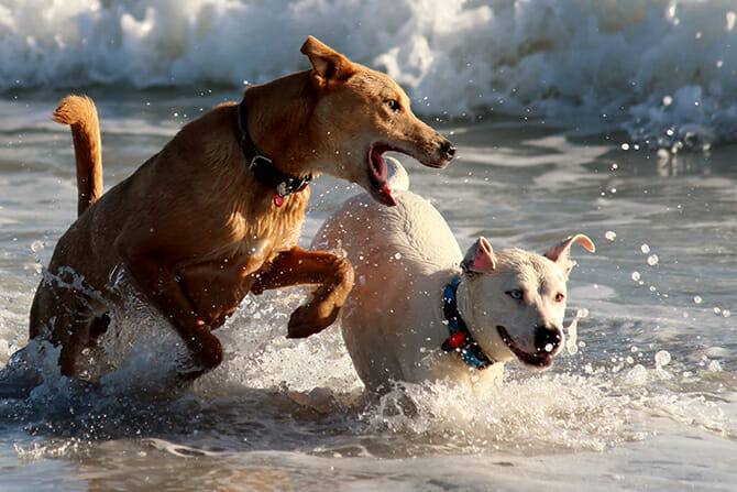 Hundeverhaltensberater Ausbildung - Hund jagt im Meer einen anderen Hund