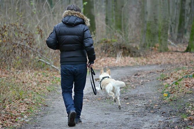 Hundeverhaltensberater Ausbildung - Hund läuft ohne Leine vor seinem Besitzer auf einem Waldweg im Herbst