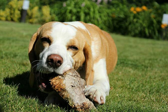 Hundeverhaltensberater Ausbildung - Hund liegt auf grüner Wiese und kaut auf einem Baumstamm