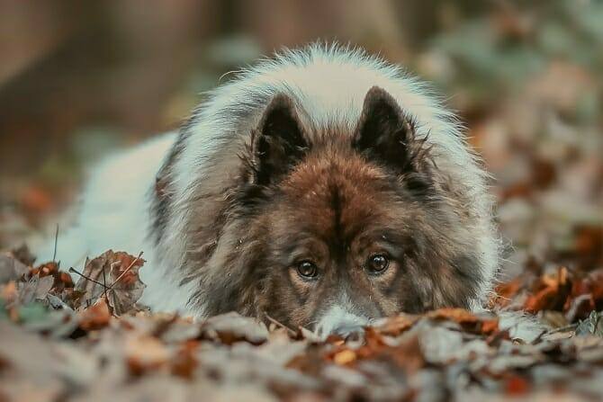 Hundeverhaltensberater Ausbildung - Hund liegt im Herbst im Wald auf dem Boden