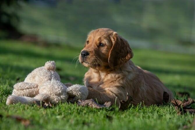 Hundeverhaltensberater Ausbildung - Hund liegt mit Kuscheltier auf der Wiese