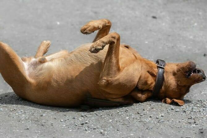 Hundeverhaltensberater Ausbildung - Hund rollt sich am Strand
