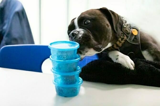 Hundeverhaltensberater Ausbildung - Hund schnüffelt an vier blauen Dosen