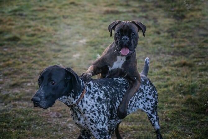 Hundeverhaltensberater Ausbildung - Hund steigt auf anderen Hund auf einer Wiese