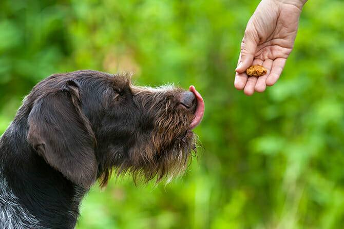 Hundeverhaltensberater Ausbildung - Jagdhund schleckt sich das Maul und wartet auf ein Leckerli von seinem Coach